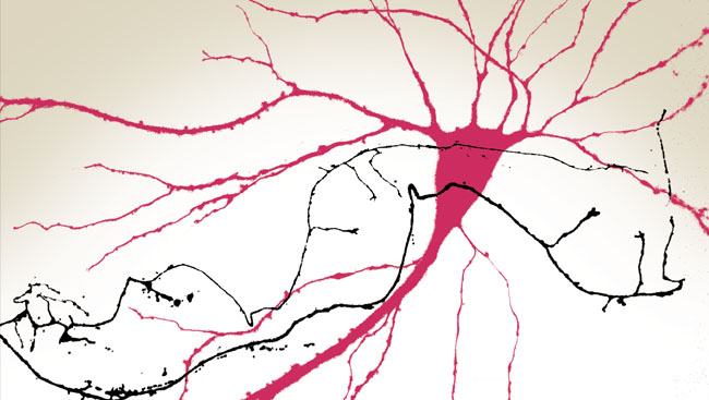 A hippocampal pyramidal neuron (red) innervated by GABAergic axons (black) depicted in traditional Chinese watercolor. 