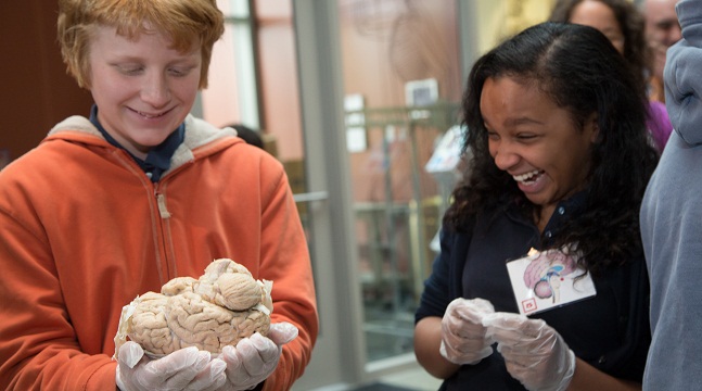 Students examine a human brain at a Brain Awareness Week event at the National Museum of Health and Medicine. 