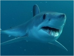 Great white shark swimming in blue undersea waters. 