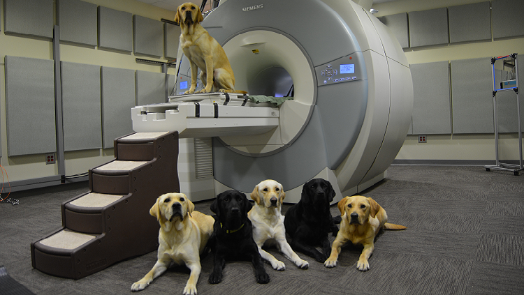 Photograph of dogs on top of and in front of a brain scanner