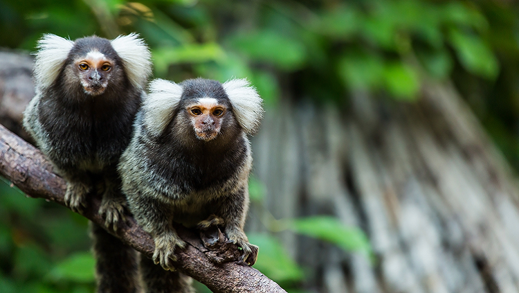 photograph of marmosets in a tree