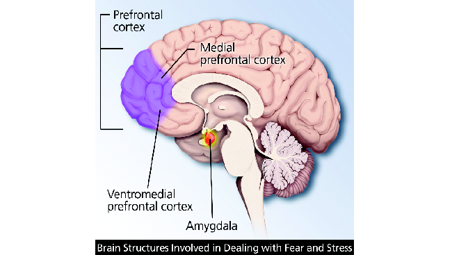 The areas of the brain involved in Post Traumatic Stress Disorder 