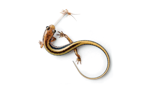 Scientists are studying the brains of salamanders to find out how they compensate for this delay. They’ve found that salamanders can predict the movement of prey in the wild and aim their tongue where they predict their meal will be rather than where it is. In this image, a yellow and black stripe salamander is catching its prey, a cricket.