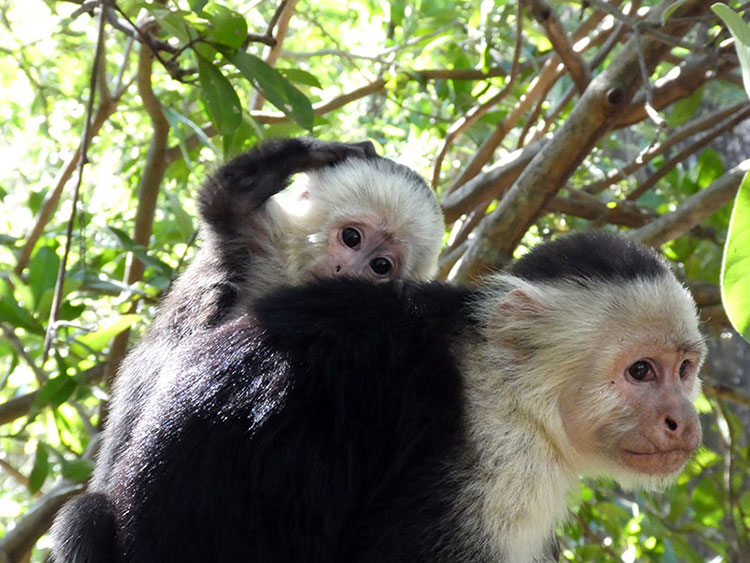 Capuchin monkey on mother's back