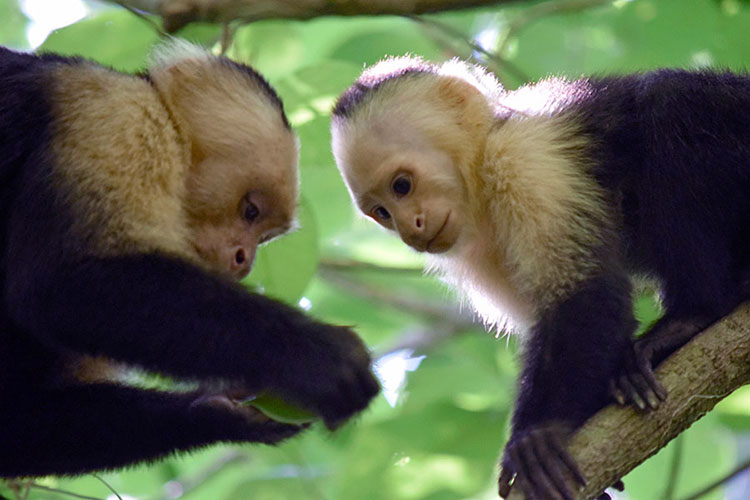 Capuchin monkeys looking at fruit