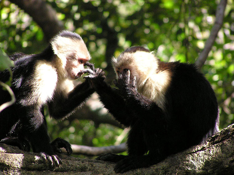 Capuchin monkey holding hands