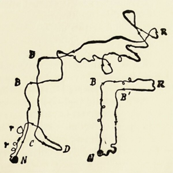 ant circling diagram