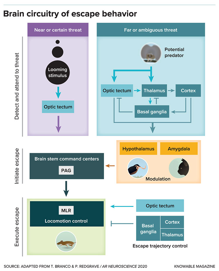 Infographic of brain circuitry of escape behavior