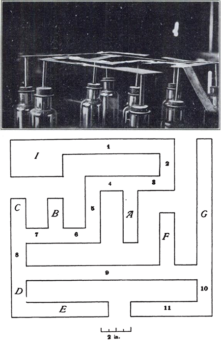 cockroach maze