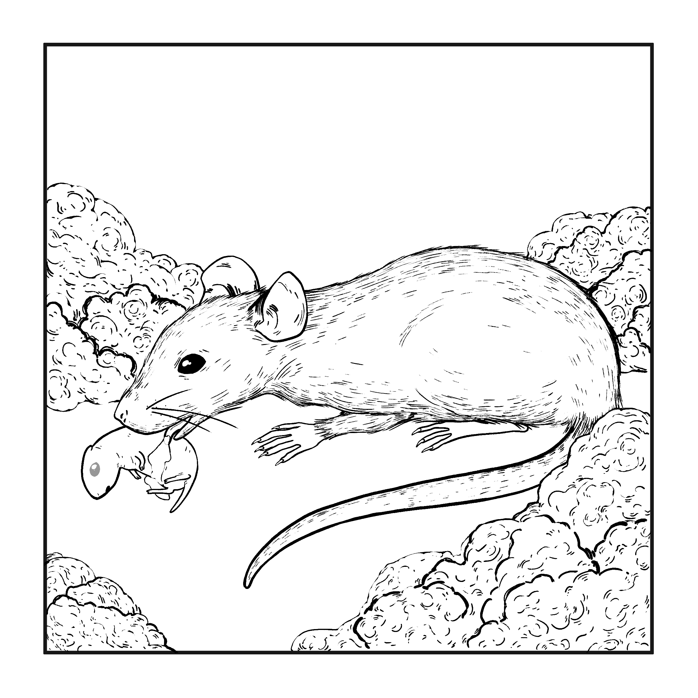 A female mouse cleans a newborn pup. 