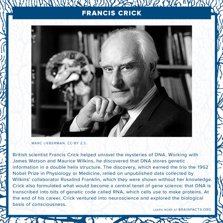 Francis Crick brain byte
