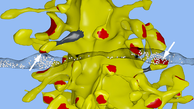 Image of computational synapses