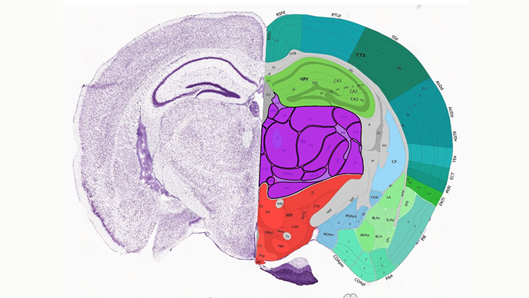 Image of the Allen Mouse Brain Atlas