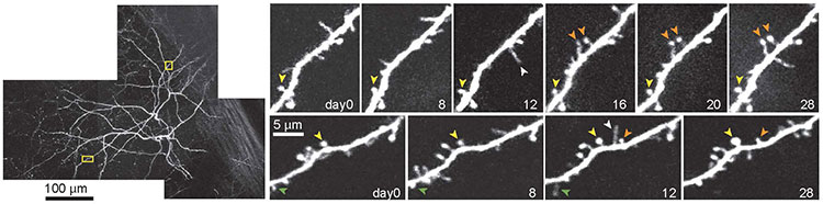 Single neuron in the brain using two-photon microscopy
