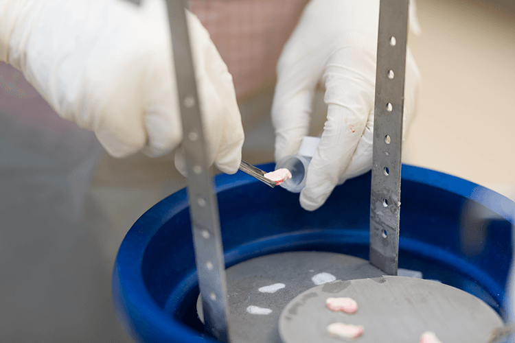 Researcher placing a frozen brain tissue sample into a vial