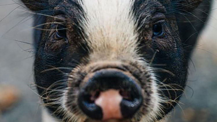 Close up of pig