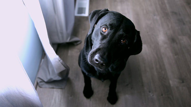 Black Labrador retriever sitting and looking up at the camera 