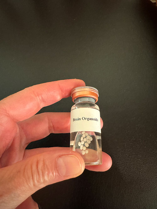 Hand holding vial labeled brain organoids