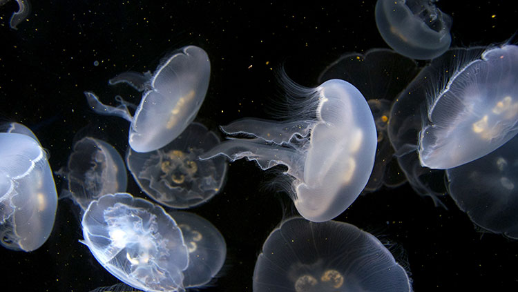 glowing group of jellyfish