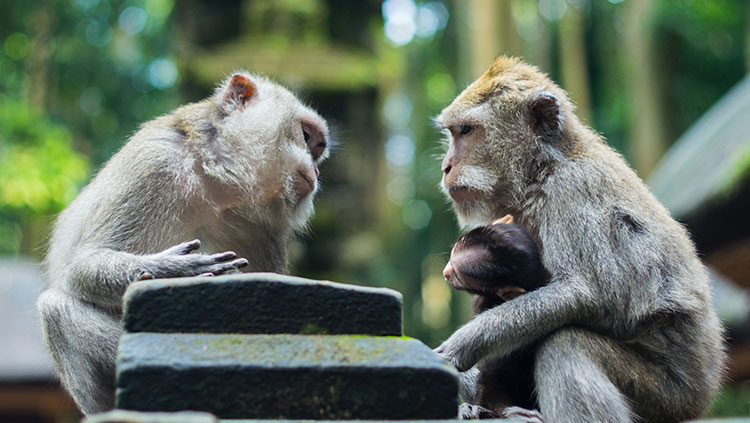 macaques looking at each other