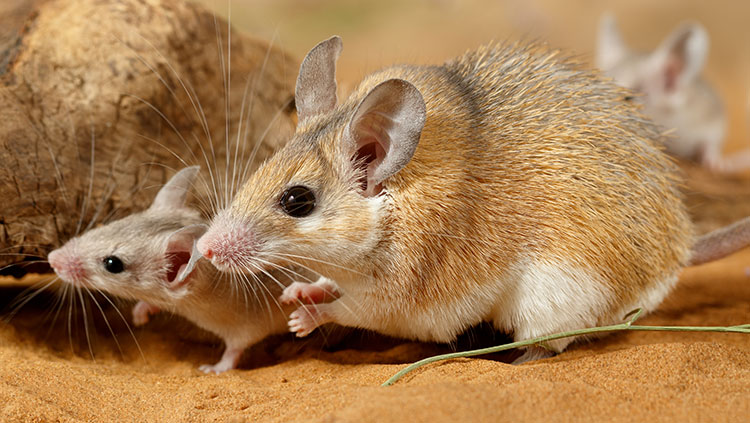 Female spiny mouse