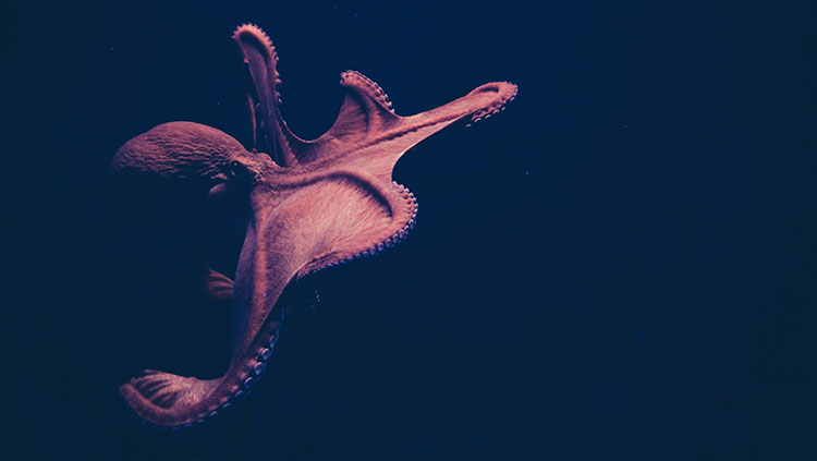 Octopus in red light