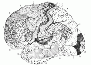 Broadmann’s map of brain regions