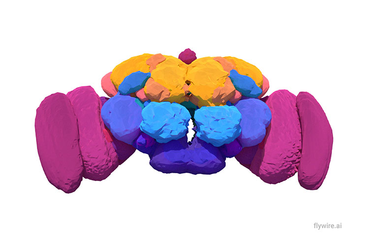Fruit fly brain divided into 78 regions