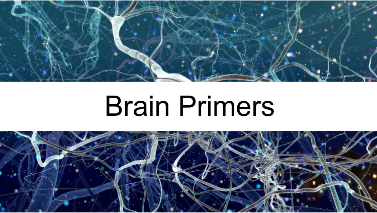 brain primers