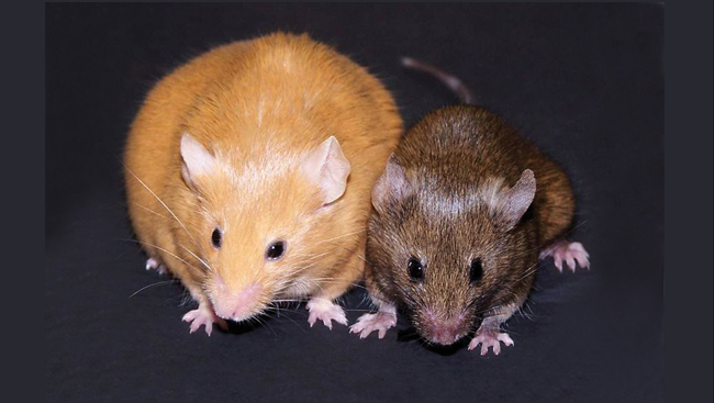 An obese yellow Agouti mouse and a skinny brown Agouti mouse
