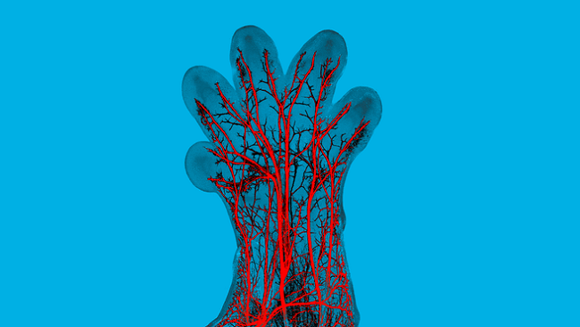 In this image, sensory nerve fibers (red) can be seen in the paw of a developing mouse embryo. 