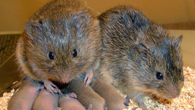 Prairie voles with pups.