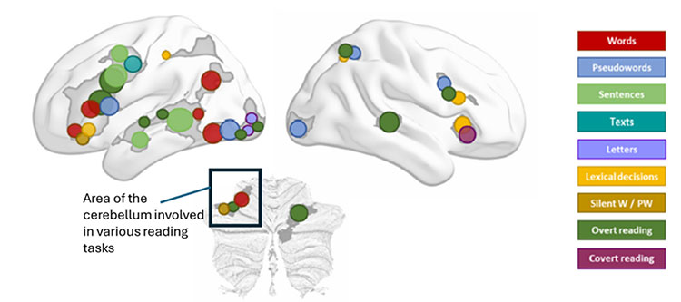 Cerebellum graph