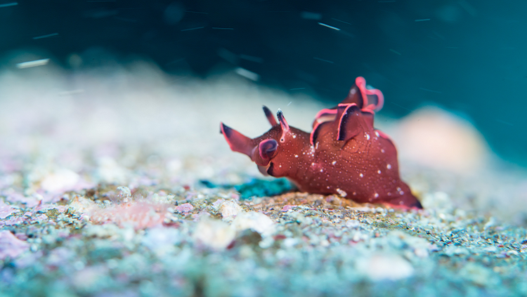 Photograph of a sea slug