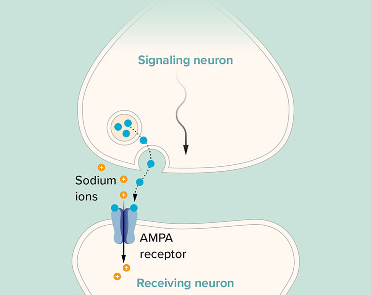 Graph of AMPA receptors