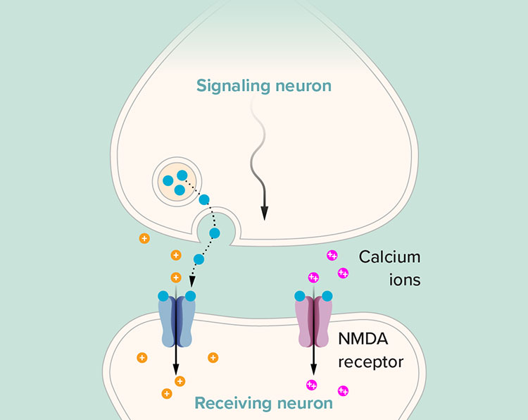 Graph of neuron
