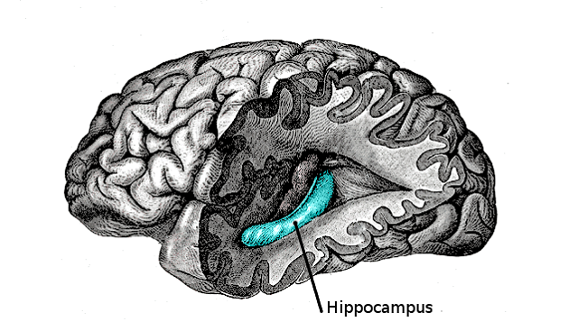 Illustration marking the location of the hippocampus in the brain. 