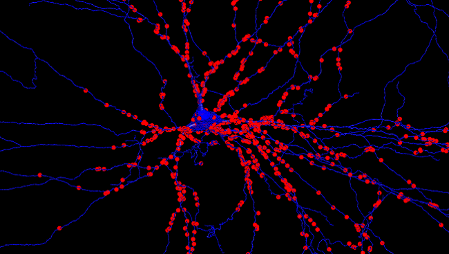 A motor neuron with synapses from muscle stretch receptors labelled in red.