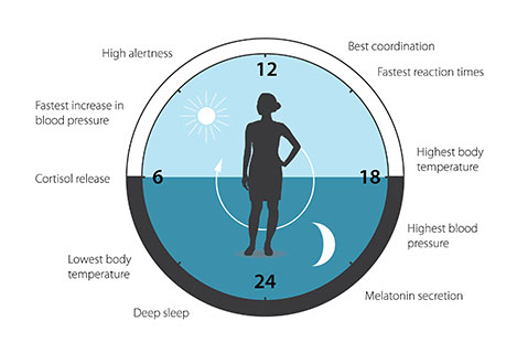 In image showing how our biological clock helps to regulate sleep patterns, feeding behavior, hormone release, blood pressure, and body temperature.