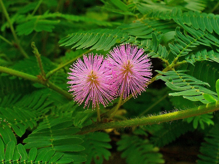 The leaves of a mimosa plant