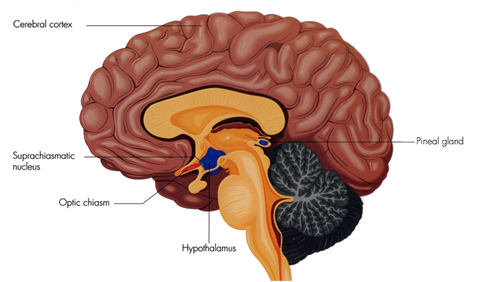 scn image brain