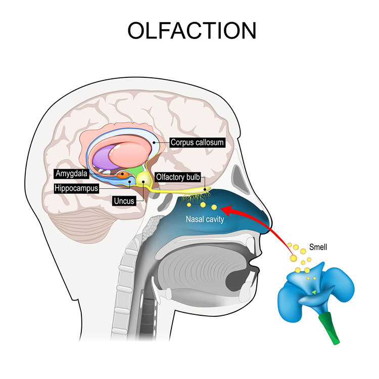 Olfactory graphic
