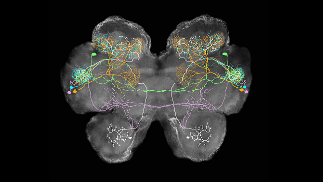 The image shows a collage of four types of lateral horn neurons (color) and an olfactory projection neuron (white) superimposed on the brain of a locust.