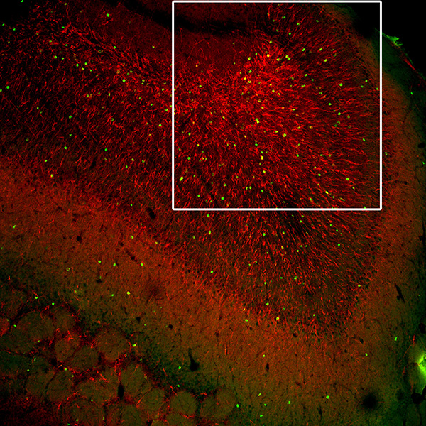 Cells of a mouse olfactory bulb
