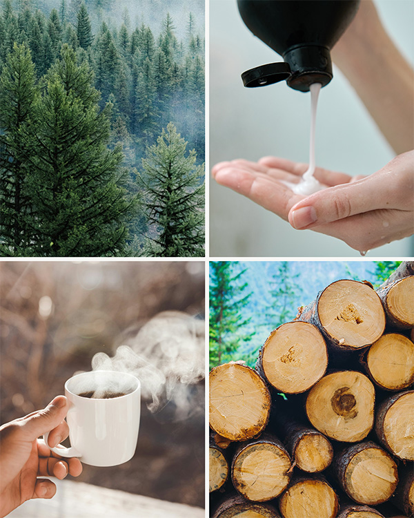 Image of pine trees, shampoo, coffee and cut trees