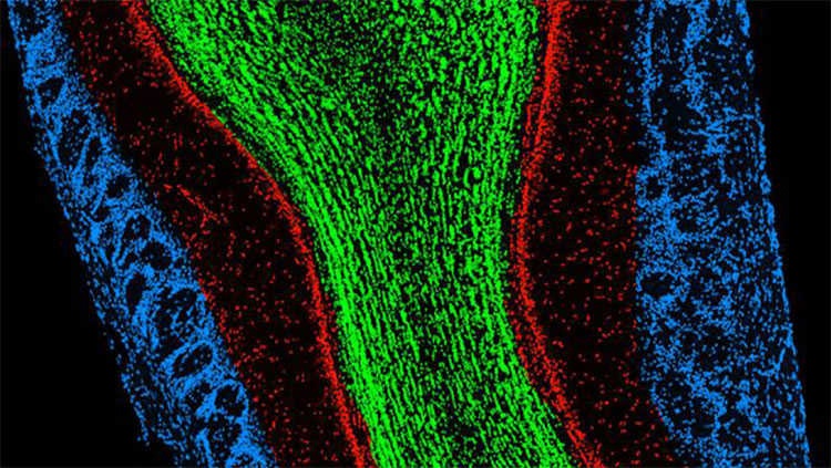 Coronal image of mouse main olfactory bulb cell nuclei