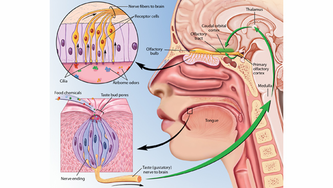 Diagram of taste and smell receptors