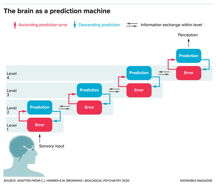 Brain prediction graphic
