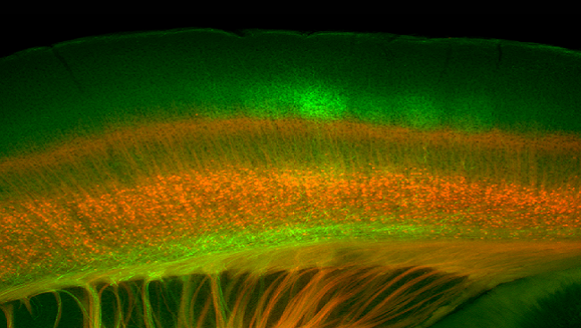 This image of a mouse brain shows the endings of nerve cells that transport sensory information (in green) from the thalamus, the brain’s sensory relay station, to the barrel cortex, a part of the brain that processes whisker information. The neurons in red send information back to the thalamus to control the way the brain responds to the whisker sensations. 