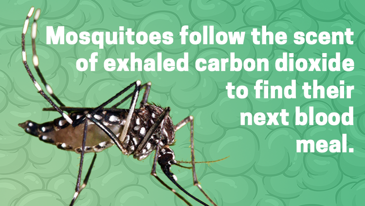 Image of a moquito, mosquitos follow the scent of exhaled carbon dioxide to find their next blood meal